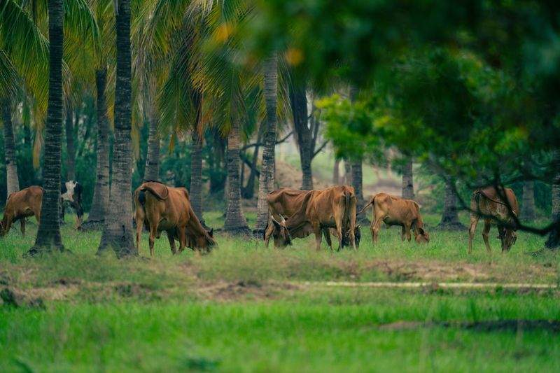 田園の夢株式会社 - Image 5